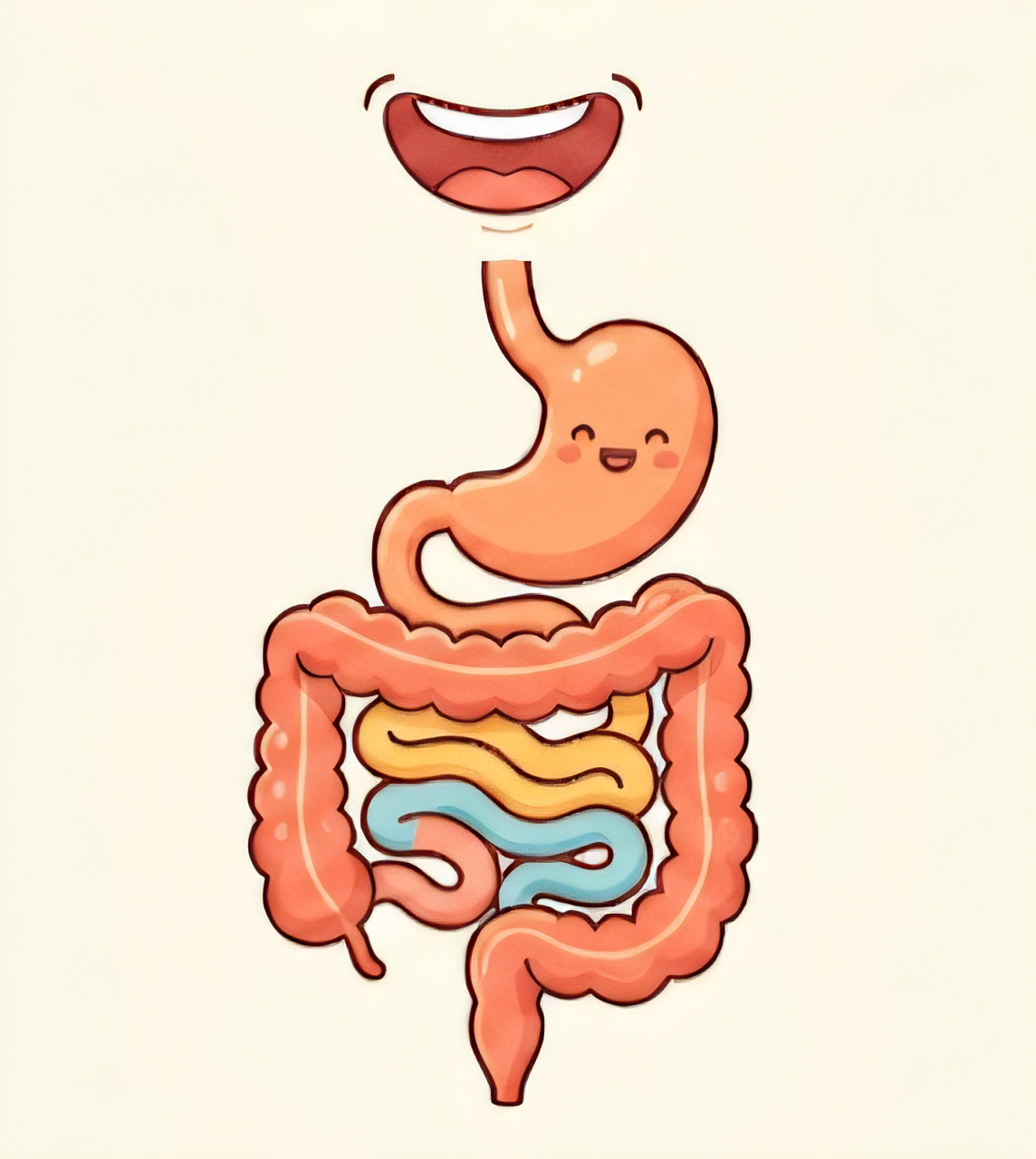 Digestive system